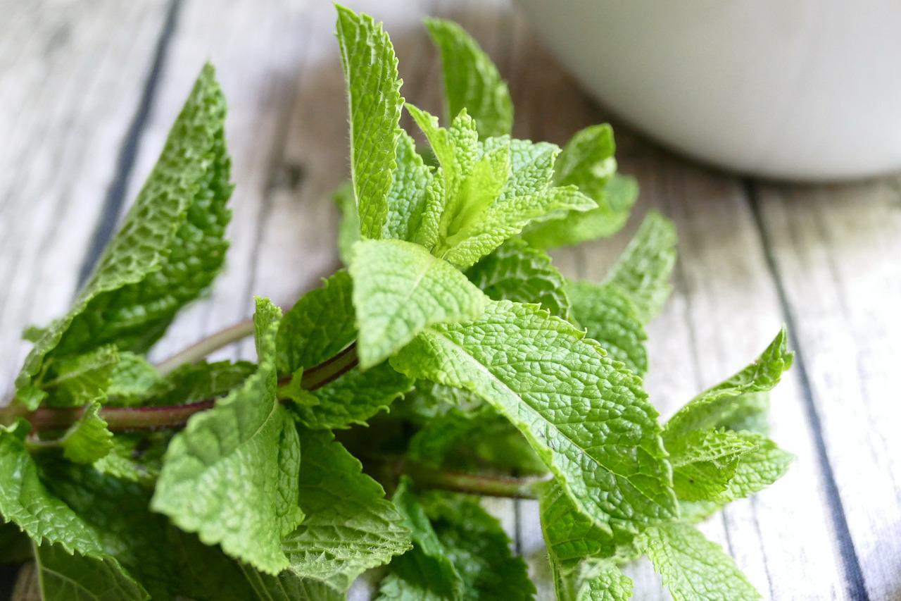 TRICK hur man kan bli av med råttor och möss i huset NATURLIGT med tandkräm: de kommer inte att komma nära huset längre!