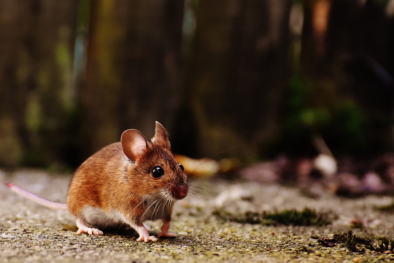 TRICK hur man kan bli av med råttor och möss i huset NATURLIGT med tandkräm: de kommer inte att komma nära huset längre!